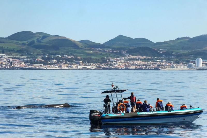 From Ponta Delgada: Whale and Dolphin Watching Trip - Comfort and practical tips that save your trip