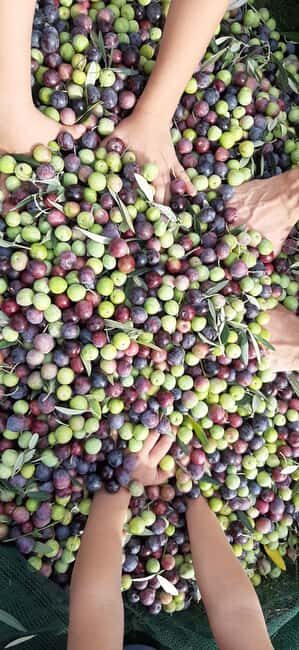 From Pore: Motovun & Gronjan with Local Products Tasting - Key Points