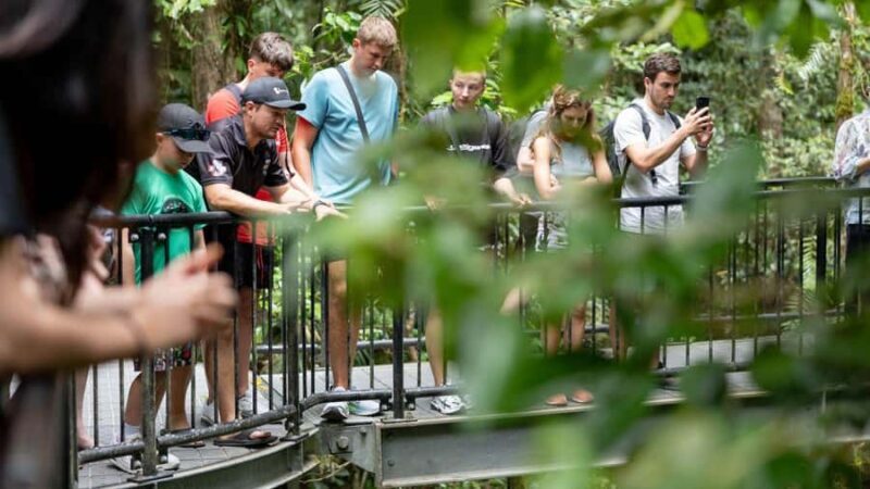 From Port Douglas: Daintree Rainforest & Mossman Gorge Tour - Key Points