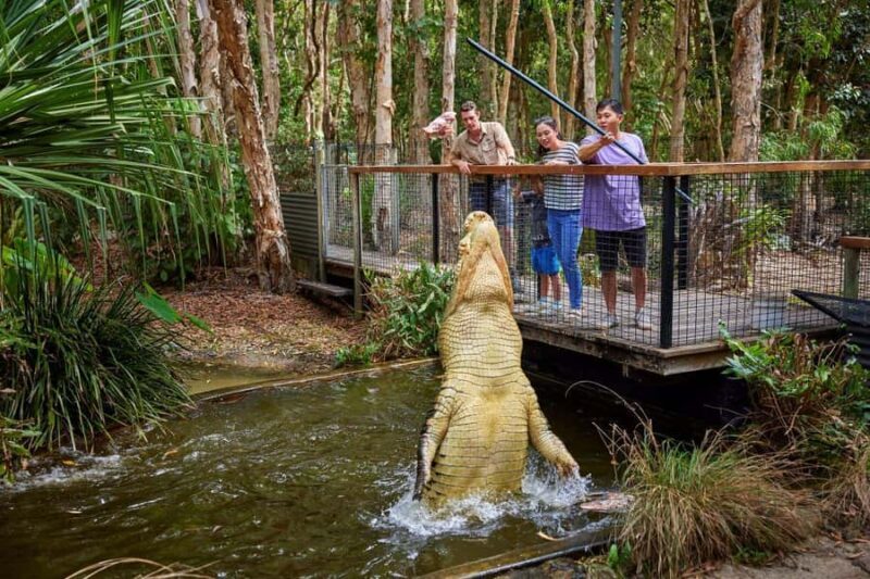 From Port Douglas: Hartley's Crocodile Park, Skyrail & Train - From Port Douglas: Hartleys Crocodile Park, Skyrail & Train — An Honest Review