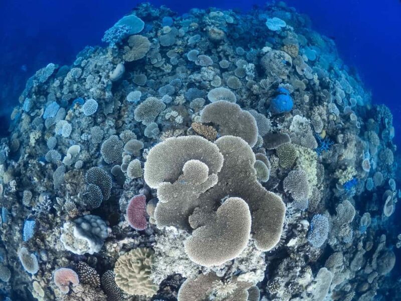 From Port Douglas: Outer Reef Cruise by Luxury Catamaran - Ready to Book?