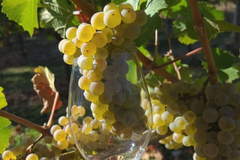 From Portland: Willamette Valley Full-Day Wine Tour - The Sum Up