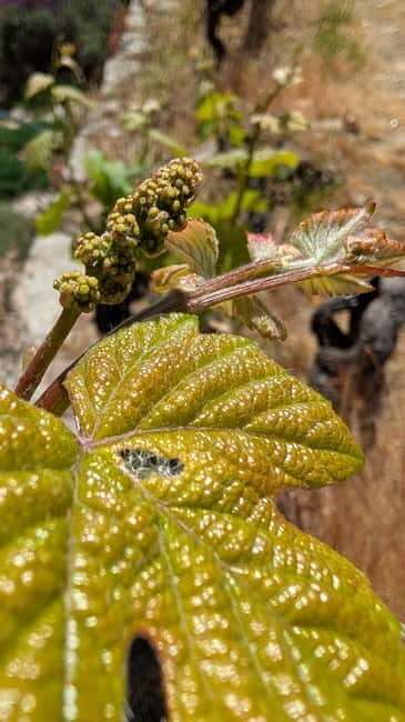 From Porto: 2 Wine Regions, Farm-to-Table Lunch & Boat - Key Points