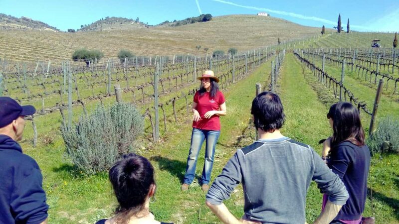 From Porto: Douro Valley 3 Vineyards Tour with Lunch - The Downsides and Considerations