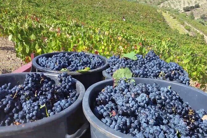 From Porto: Douro Valley Tour with 2 Wineries, Lunch and Cruise - Who This Tour Is Best For