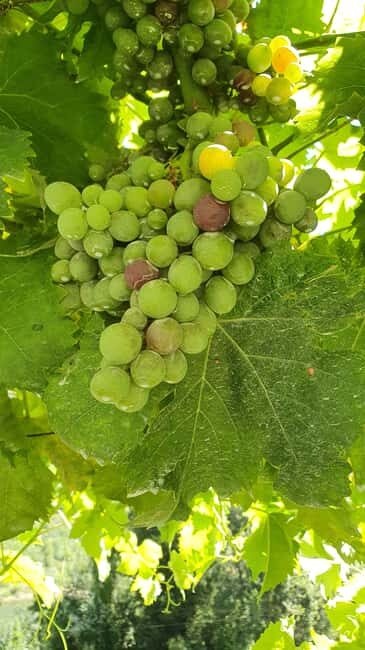 From Porto: Douro Valley Wine Tasting Tour With Hotel Pickup - Who This Tour Is Perfect For