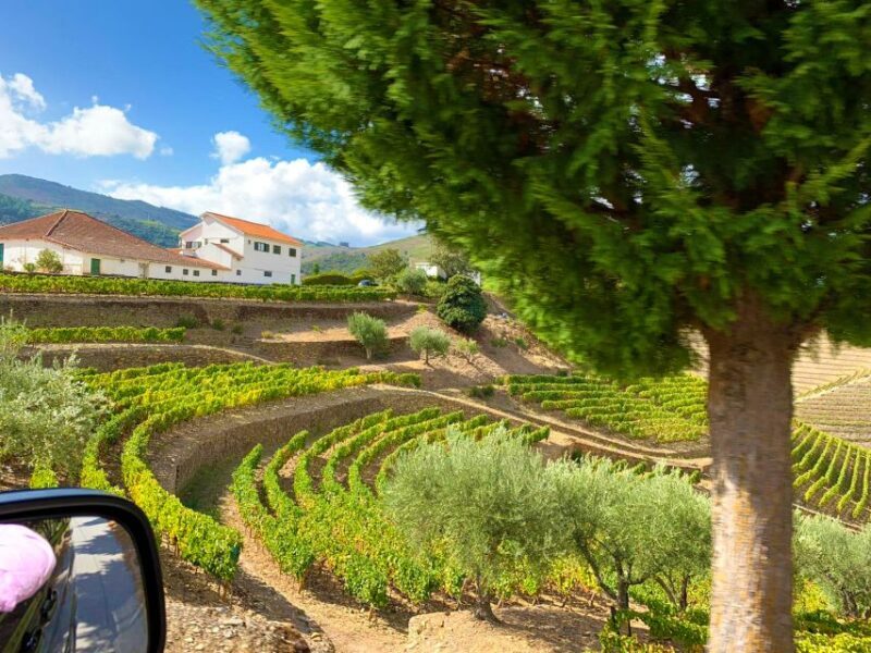 From Porto: Douro Valley Wine Tour with River Cruise & Lunch - Analyzing the Value