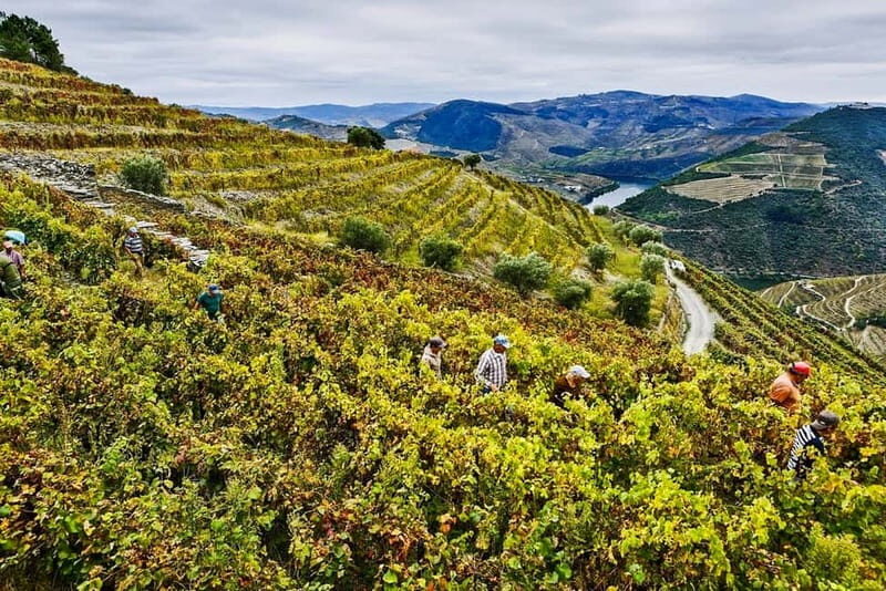 From Porto: Douro Valley with Wineries, Lunch and Boat Trip - What to Expect from the Experience