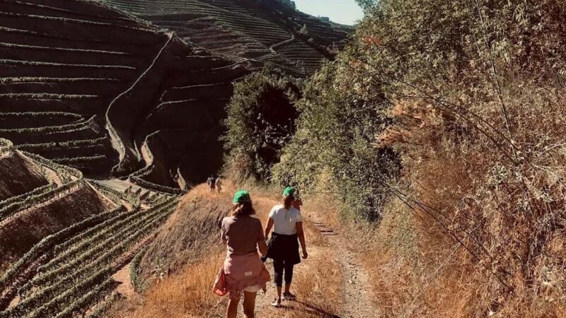 From Porto - private experience to Niepoort - Why You Might Choose This Tour