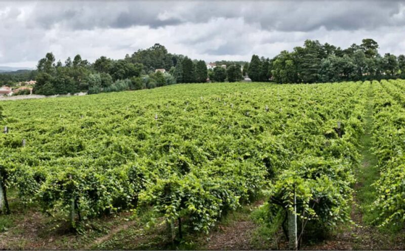 From Porto: Private Vinho Verde wine tour with tasting, lunch, and palace visit. - Overall Value and Experience