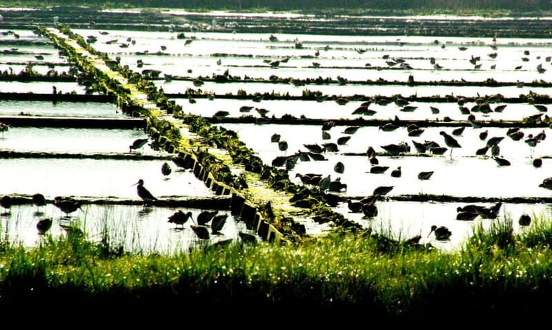 From Porto to Aveiro: Cruise, Aves, Salinas, Costa Nova, and Vista Alegre - A Deep Dive into the Tour Itinerary