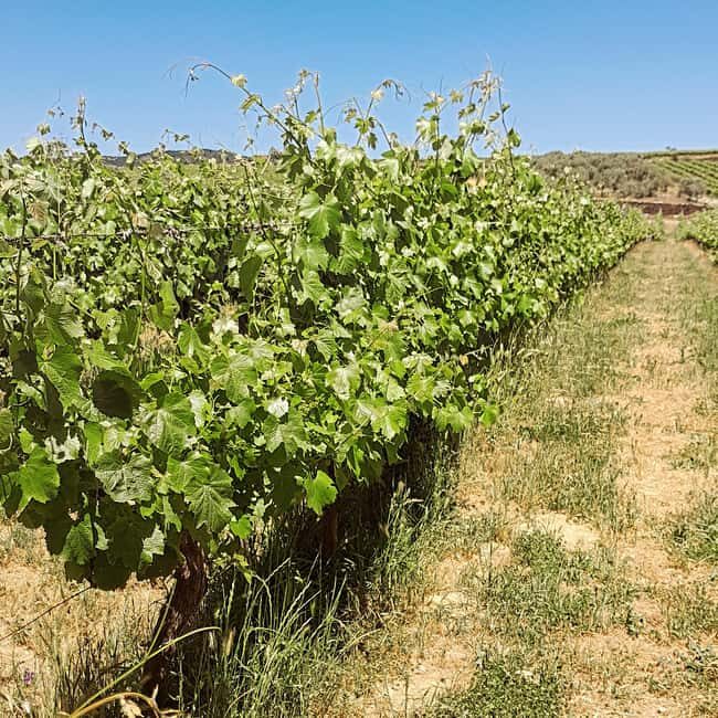 From Porto to Minho: Vinho Verde with Lunch and a Visit to 100% Organic Producers - From Porto to Minho: Vinho Verde with Lunch and a Visit to 100% Organic Producers