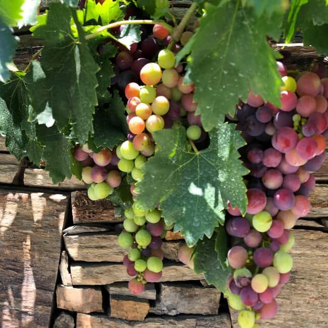 From Porto to Minho: Vinho Verde with Lunch and a Visit to 100% Organic Producers - The Tasting Experience and Local Flavors