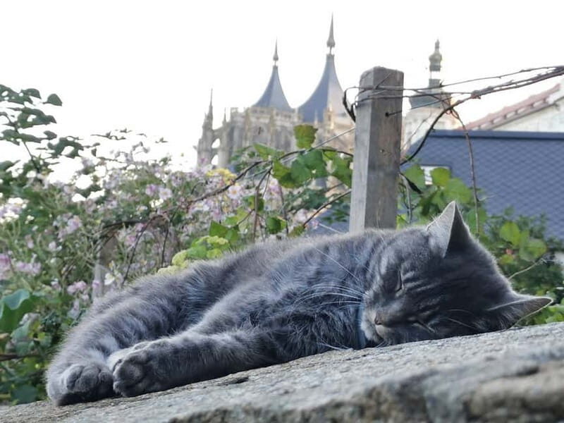 From Prague: Kutná Hora, Bone Church & Folk Museum Tour - Diving into the Details: What the Tour Offers