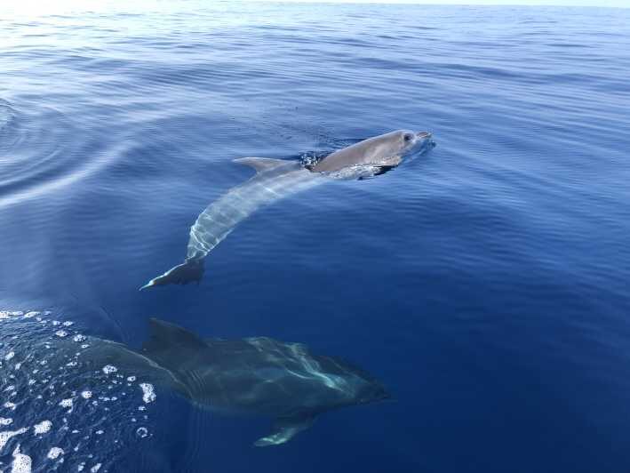 From Propriano: Cala d' Orzu Jetski Tour - 3h - Key Points