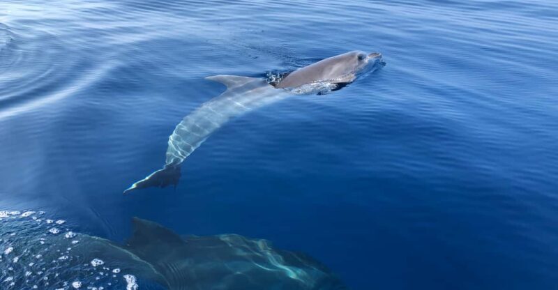 From Propriano: Cala d' Orzu Jetski Tour - 3h - Practical details and considerations