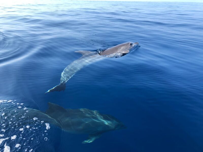 From Propriano: Gulf of Valinco Jetski Tour - 1h - FAQ