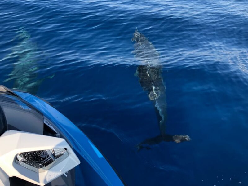 From Propriano: Gulf of Valinco Jetski Tour - 1h - Final thoughts