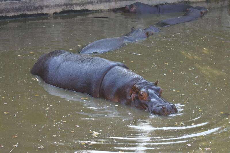 From Puebla: Africam Safari Private Tour all included - Key Points