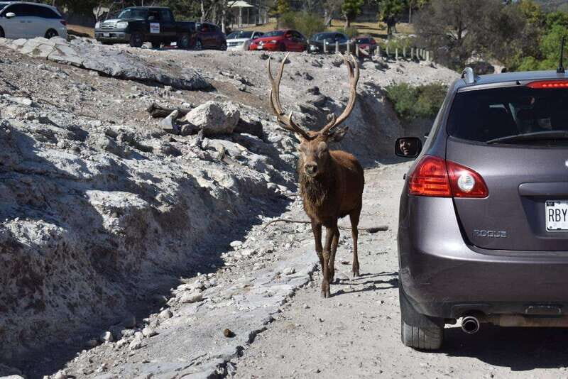 From Puebla: Africam Safari Private Tour all included - The Experience Reviews: What Travelers Say