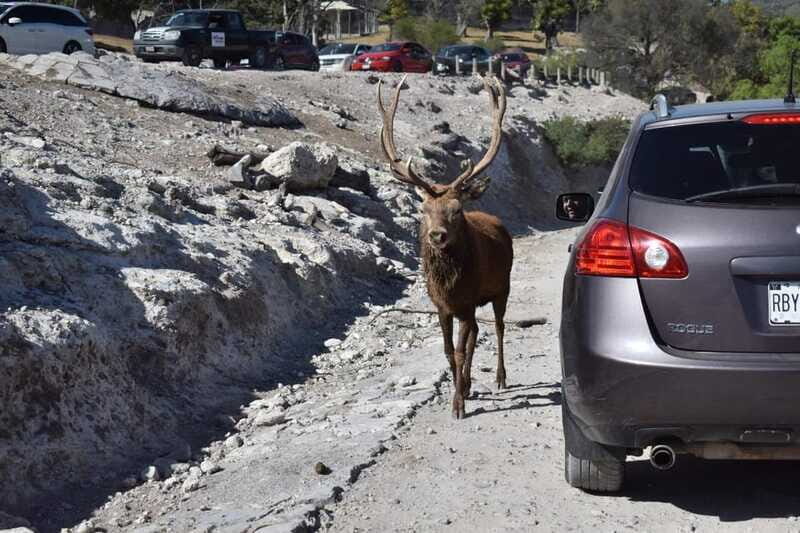 From Puebla: Africam Safari Private Tour all included - The Sum Up