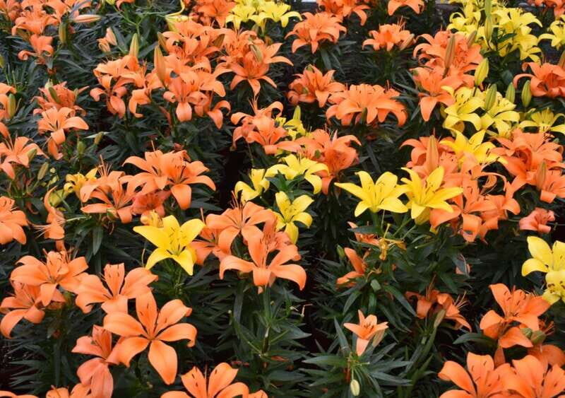 From Puebla: Atlixco & Atlimeyaya Private Tour all included - The Atlimeyaya Trout Farm