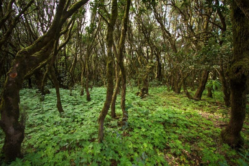 From Puerto de La Cruz: Full-Day Vip Tour to Gomera - FAQ