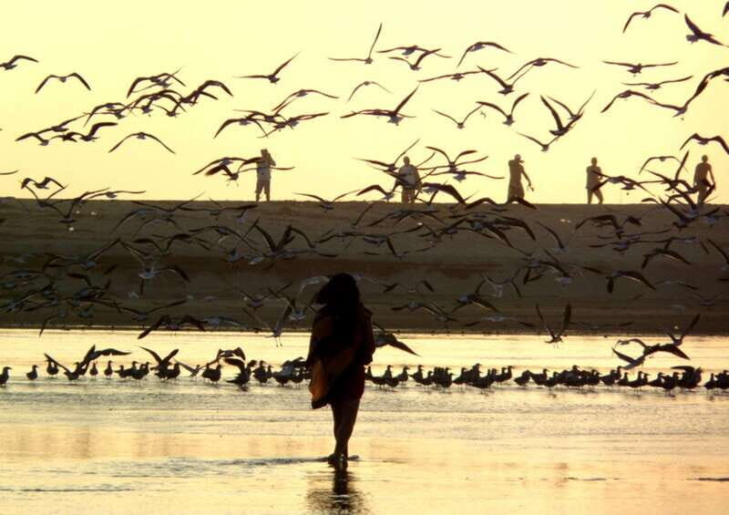 From Puerto Escondido: Birdwatching on a Boat - From Puerto Escondido: Birdwatching on a Boat — A Detailed Review