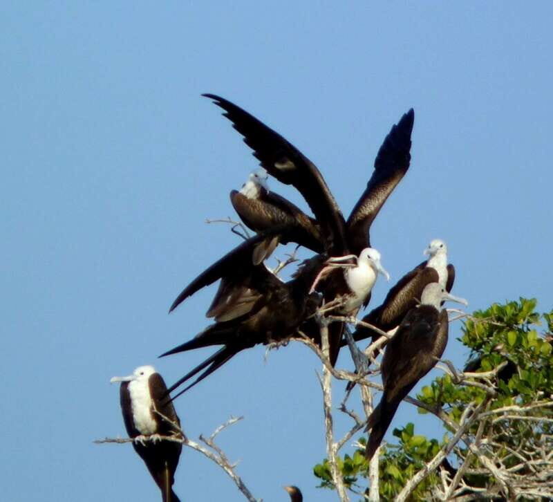 From Puerto Escondido: Birdwatching on a Boat - The Sum Up