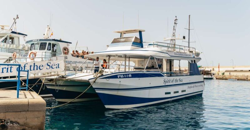 From Puerto Rico de Gran Canaria: Dolphin Watching Cruise - What to Expect on the Dolphin Watching Cruise