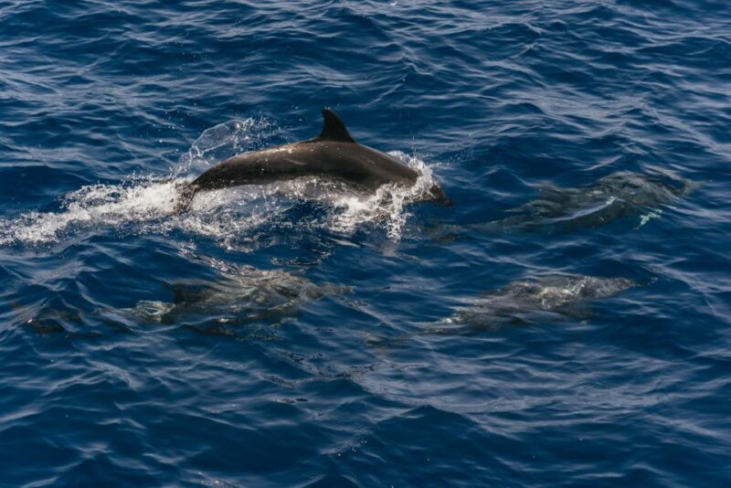 From Puerto Rico de Gran Canaria: Dolphin Watching Cruise - The Experience: Comfort, Views, and Atmosphere