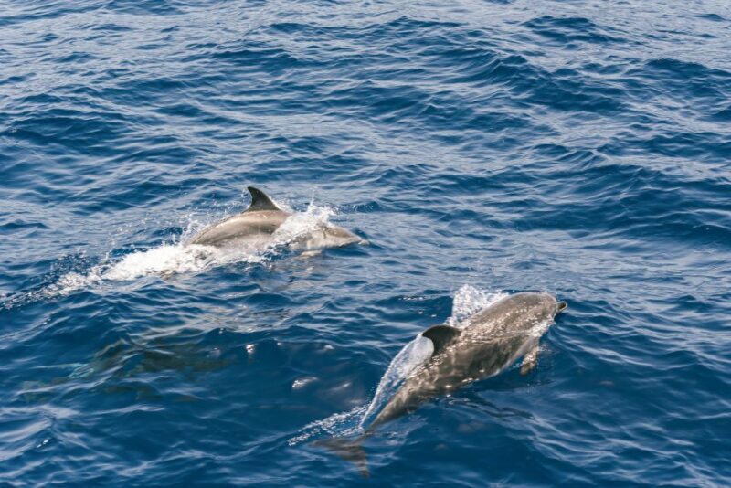 From Puerto Rico de Gran Canaria: Dolphin Watching Cruise - Frequently Asked Questions