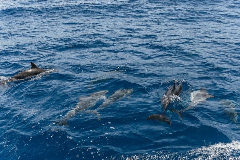 From Puerto Rico de Gran Canaria: Dolphin Watching Cruise - Underwater Viewing on the Glass Bottom: How to Make It Worth Your Time