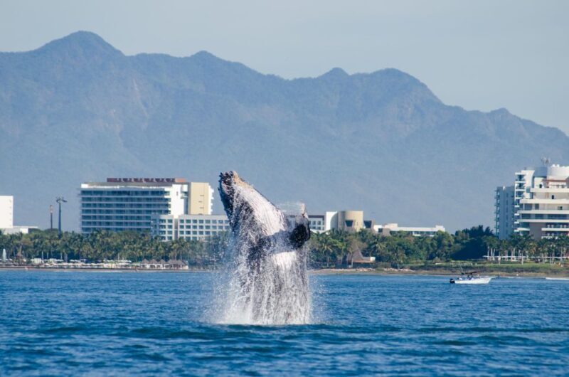 From Puerto Vallarta/Nuevo Vallarta: Whale Watching Cruise - An Honest Look at the Experience