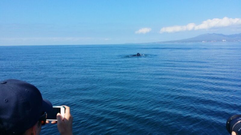 From Puerto Vallarta/Nuevo Vallarta: Whale Watching Cruise - Frequently Asked Questions