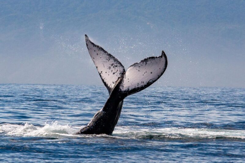 From Puerto Vallarta/Nuevo Vallarta: Whale Watching Cruise - Final Thoughts