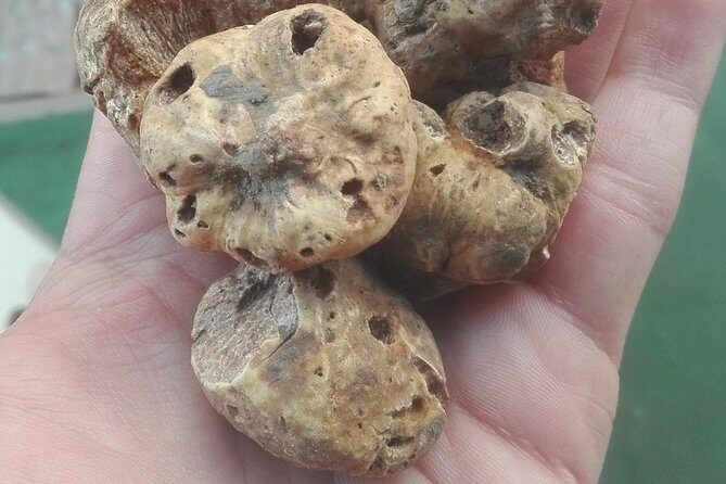 From Pula or Medulin: Rovinj, Gronjan & Motovun day tour - FAQ: Practical Questions