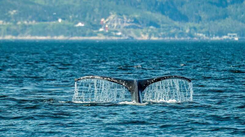 From Quebec City: Whale Watching Excursion Full-Day Trip - The Journey Begins: From Quebec City to Marine Park