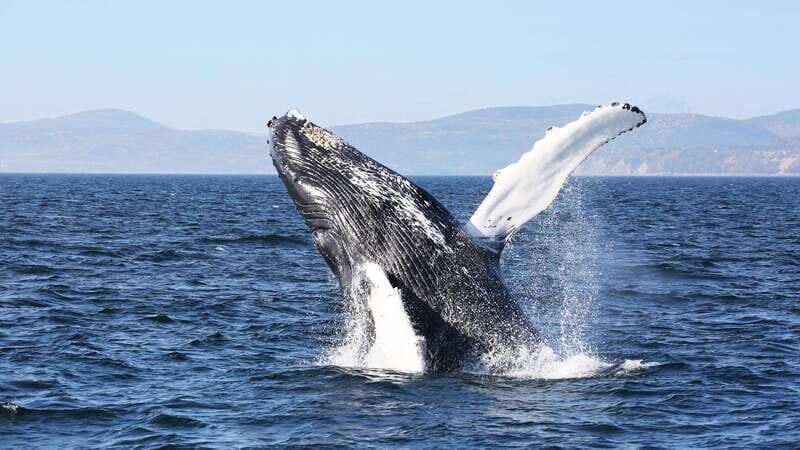 From Quebec City: Whale Watching Excursion Full-Day Trip - What You’ll See and Learn: Marine Life & Scenery