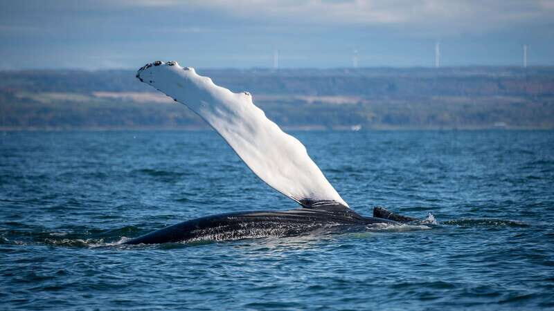 From Quebec City: Whale Watching Excursion Full-Day Trip - The Experience on the Water