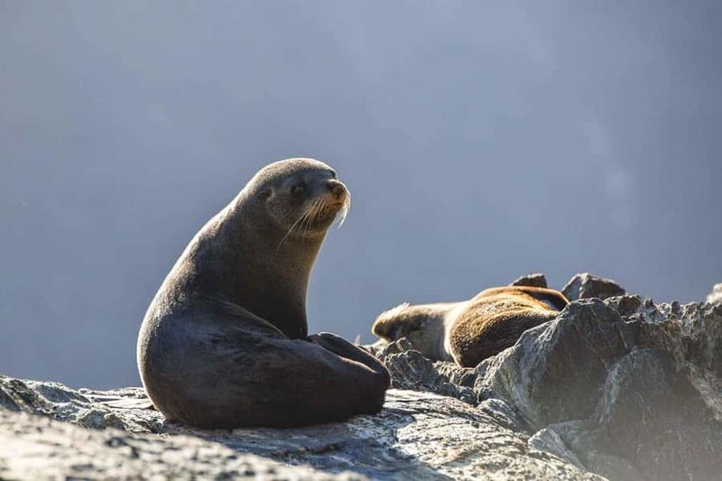 From Queenstown: Milford Sound Cruise and Coach Day Tour - Milford Road photo stops: Eglinton Valley, Mirror Lakes, Monkey Creek