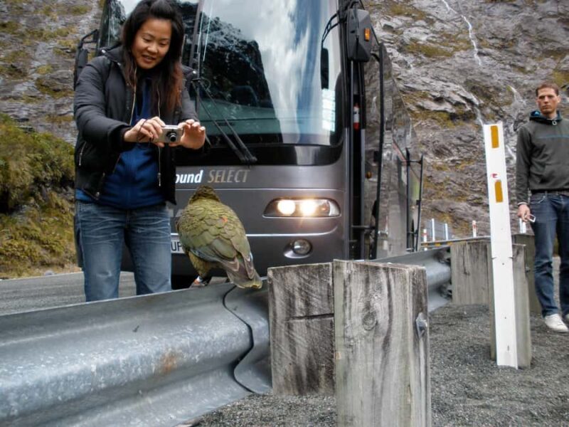 From Queenstown: Milford Sound Premium Day Tour and Cruise - Who Should Consider This Tour?