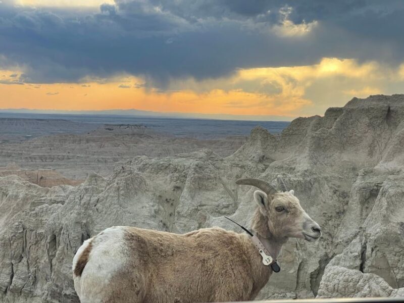 From Rapid City: Sunset, Stars and Silhouettes - The Experience: What It’s Like