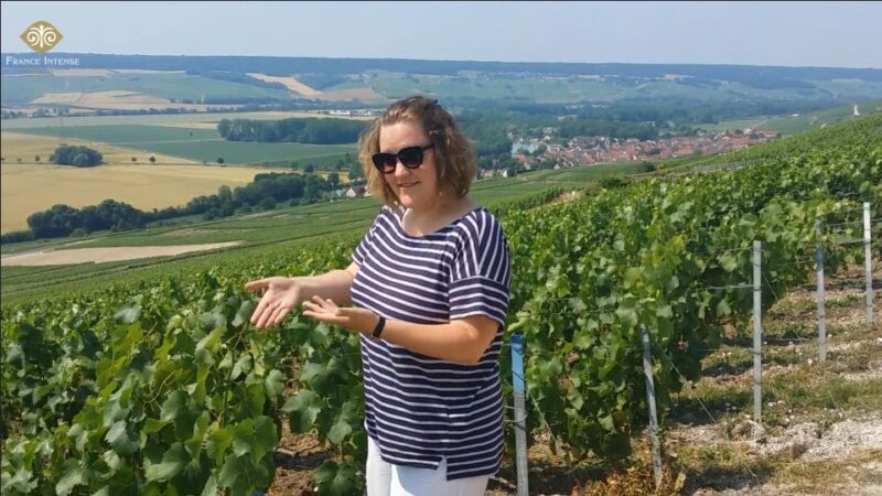From Reims: Champagne Day Trip to Two Local Domains & Lunch - Exploring the Champagne Region: What to Expect