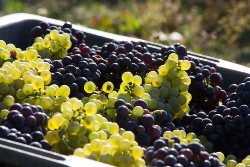 From Reims/Epernay:The Connoisseurs Private Tour 9 tastings - Key Points