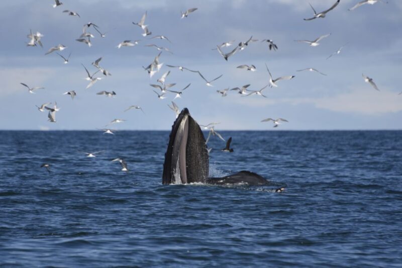 From Reykjavik: Buggy & Whale Watching Adventure - FAQ
