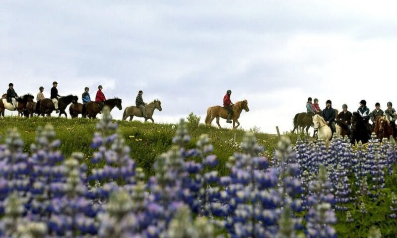 From Reykjavík: Full-day Golden Circle & Horse Riding Tour - FAQ