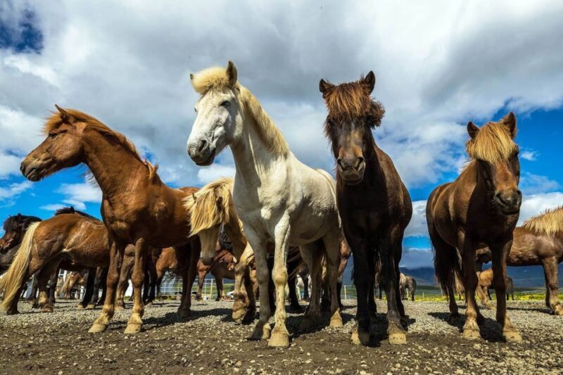 From Reykjavik: Full-Day Horse Riding & Golden Circle Tour - Who Will Love This Tour?