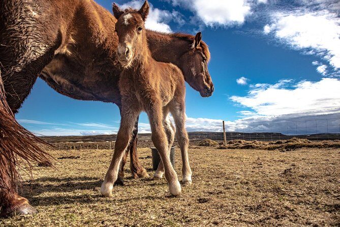 From Reykjavik: Golden Circle & Secret Lagoon Small Group Tour - Who Is This Tour Best For?