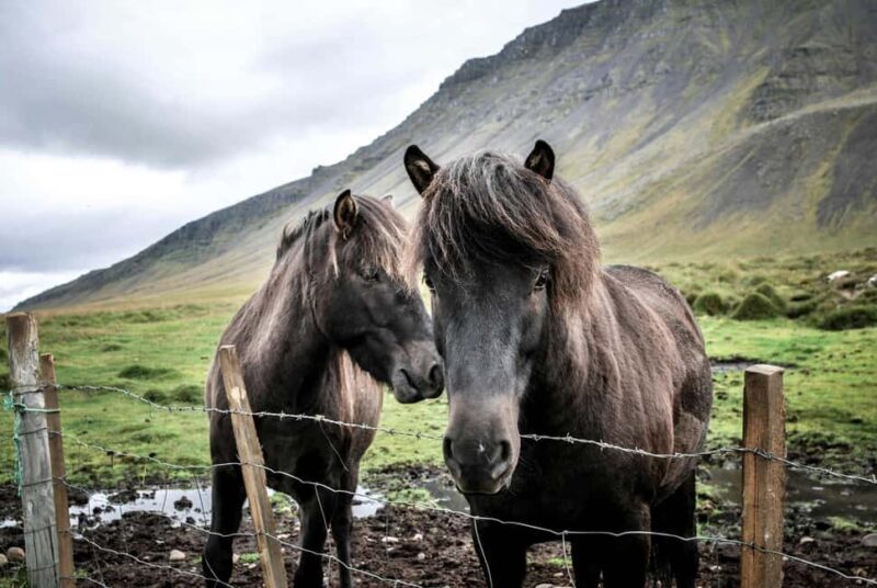 From Reykjavík: Horseback Ride Below the Majestic Mountains - Key Points